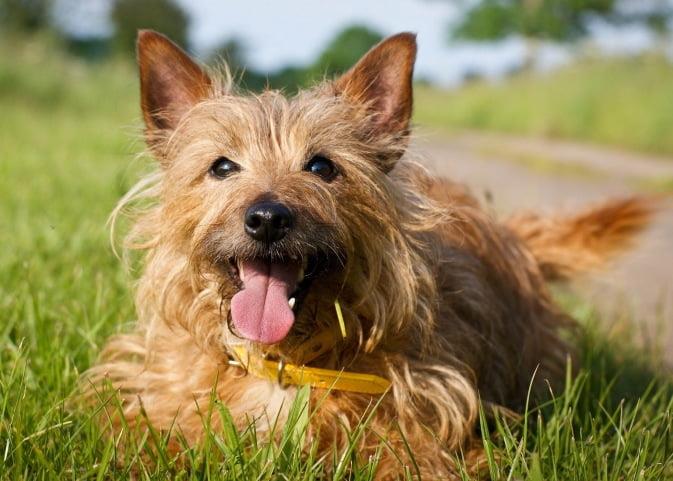 Australian Terrier