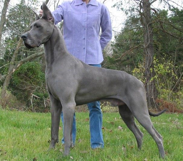 The Majestic Great Dane: A Comprehensive Guide to This Gentle Giant