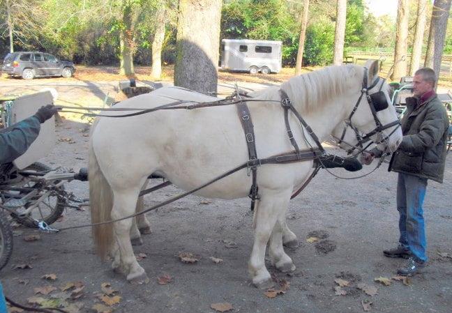 American Creme Draft Horse