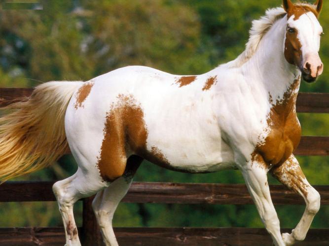 The American Quarter Horse: A Comprehensive Guide to the World's Most Popular Breed