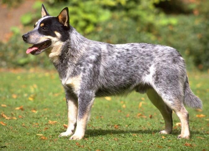 The Ultimate Guide to the Australian Cattle Dog: History, Care, and Characteristics