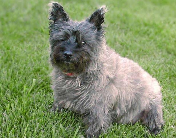 Cairn Terrier