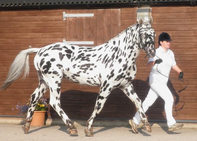 Discovering the Knabstrupper: A Unique Horse Breed