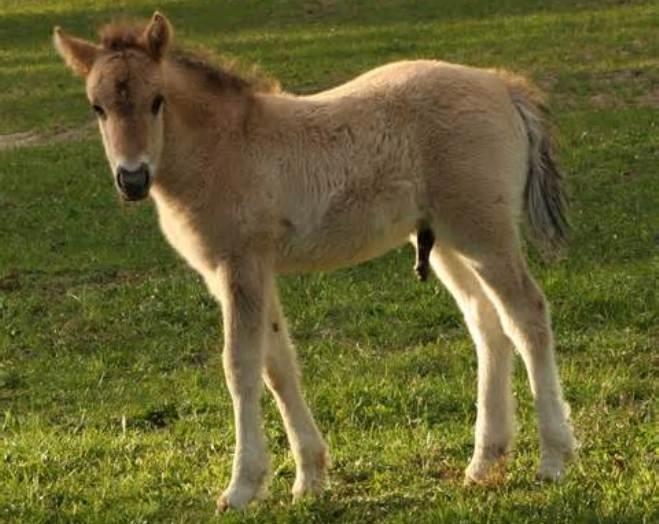 Discovering the Konik Horse: A Guide to Its History, Characteristics, and Care
