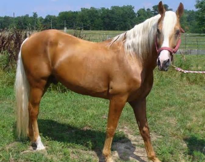 Missouri Fox Trotter Horse