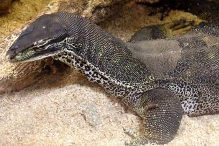Monitor Lizards and Goannas as Pets