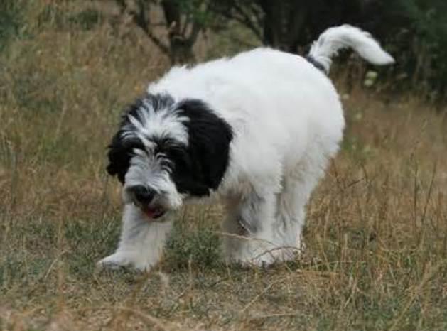 Polish Lowland Sheepdog