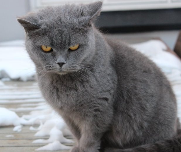 Chartreux Cat