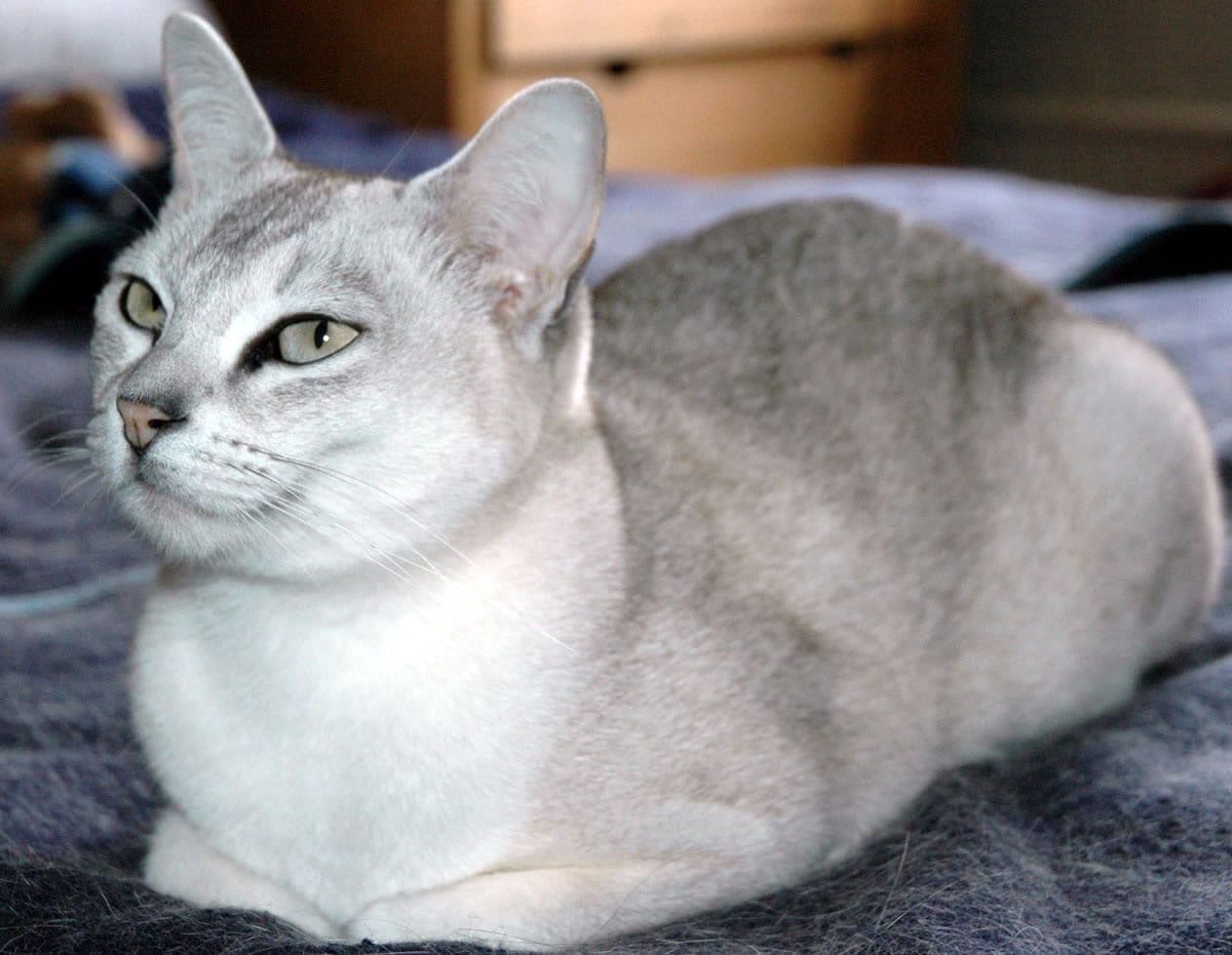 Burmilla Cat