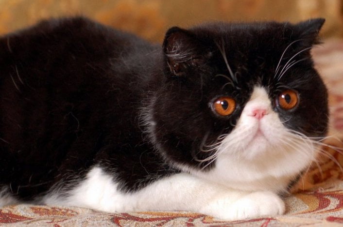 Exotic Shorthair