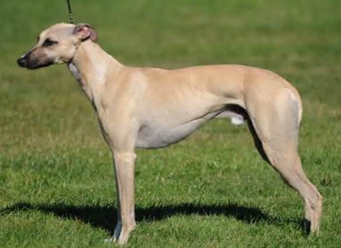 Whippet Care Guide: Everything You Need to Know for a Happy and Healthy Pet