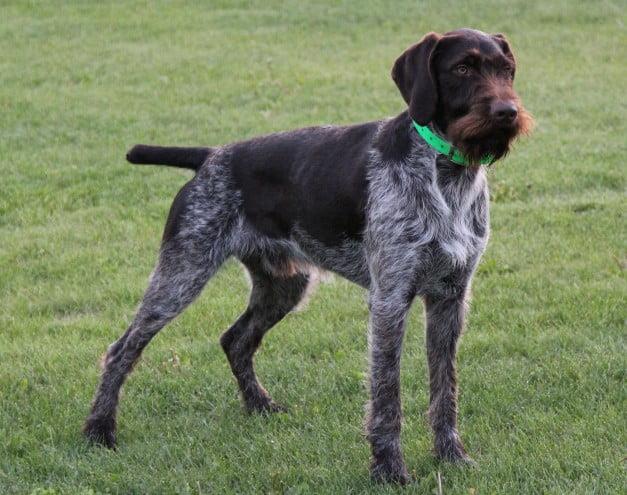 German Wirehaired Pointer