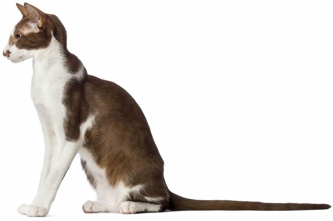 Oriental Shorthair Cat