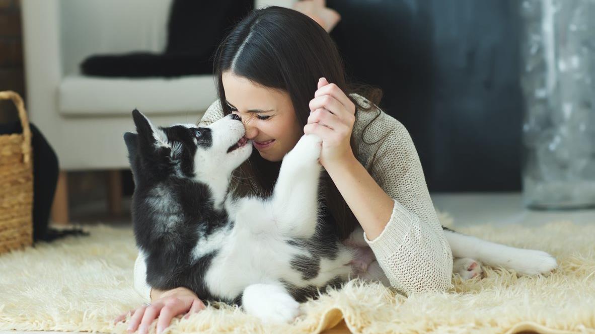 Why Do Dogs Like Being Patted?