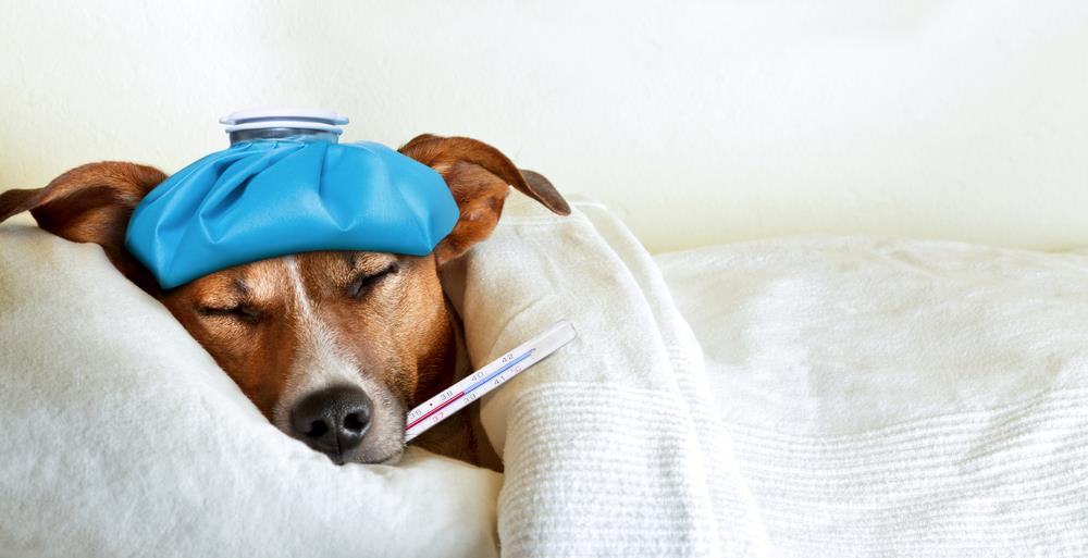 When to Seek Help: Warning Signs of Pet Illness
