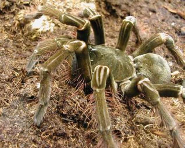 Large Pet Spiders