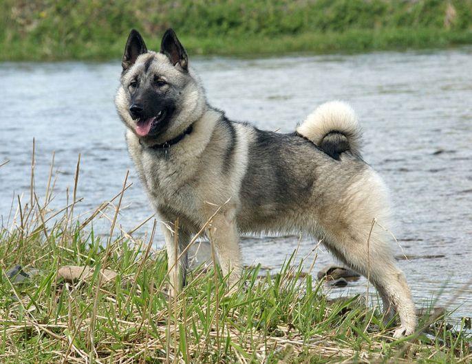 Norwegian Elkhound
