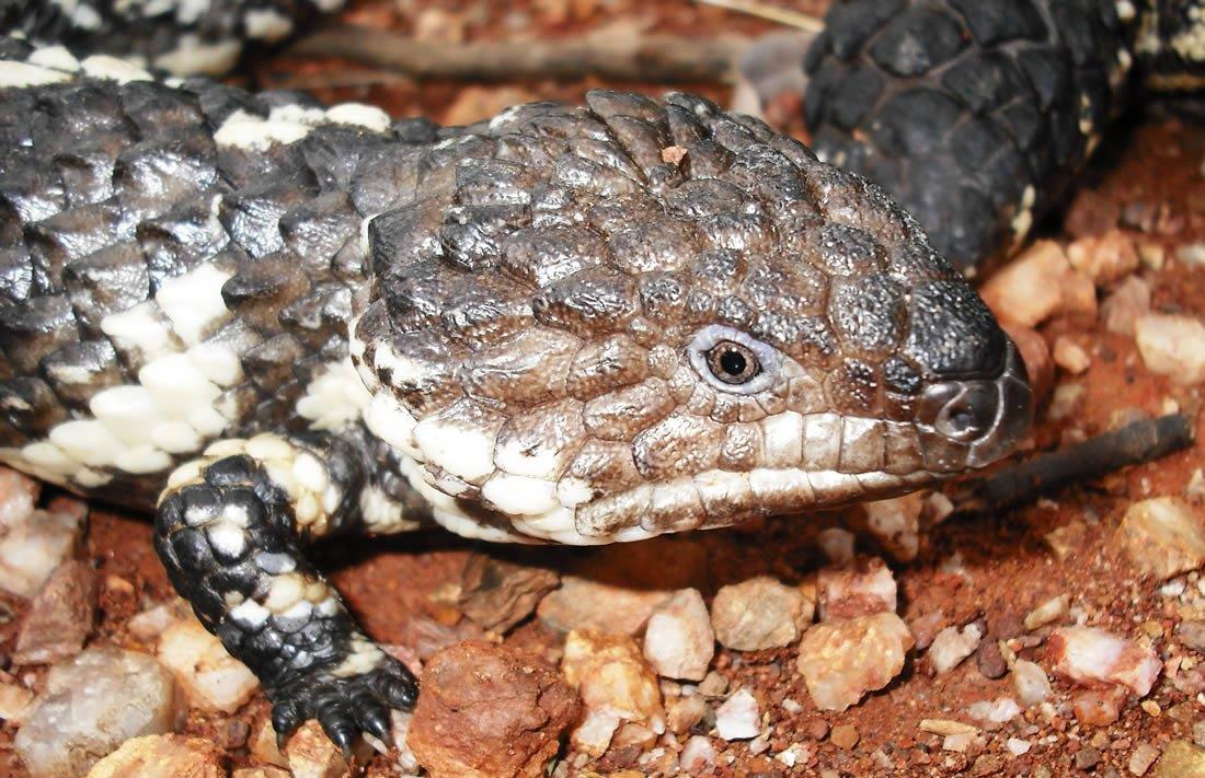 Reptiles as Pets: A Comprehensive Guide for Australian Enthusiasts