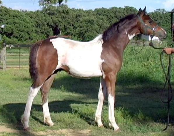 Indian Half Bred Horse