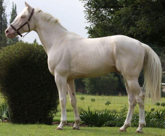 CZECHOSLOVAKIAN WARMBLOOD