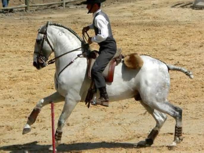 The Lusitano Horse: A Comprehensive Guide to This Majestic Breed