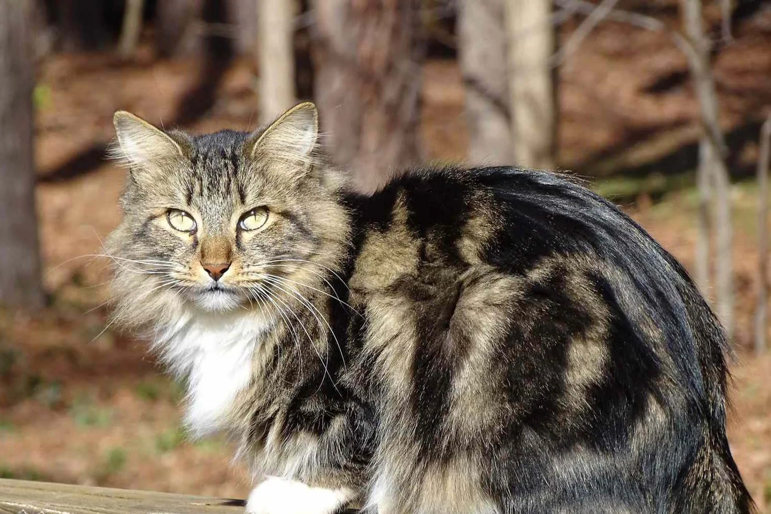 An American Bobtail cat sitting calmly on a wooden table.