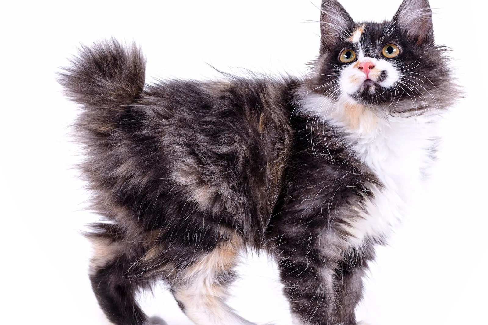 An American Bobtail cat sitting on a rustic wooden porch, looking curious.