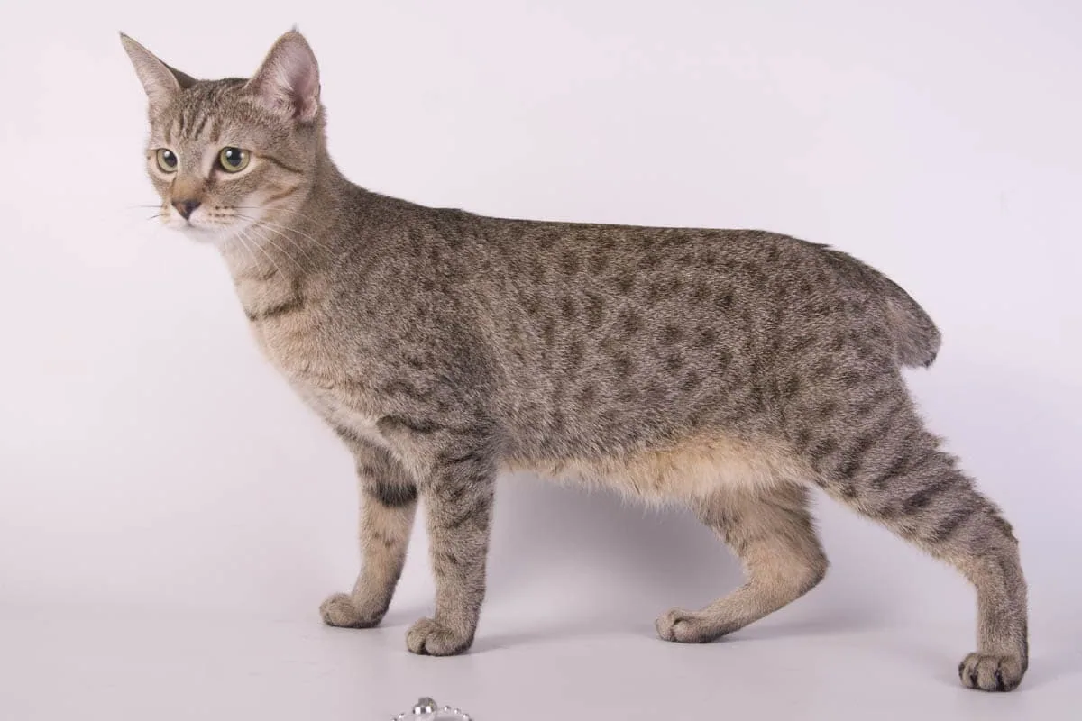 An American Bobtail cat with a short tail, muscular body, and tufted ears sitting on a wooden floor.