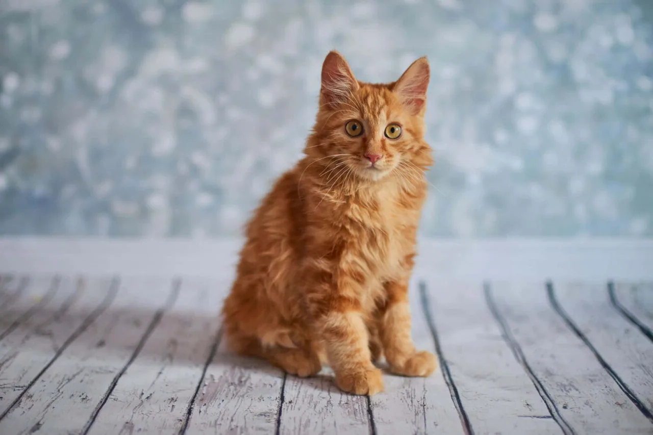 An American Bobtail cat sitting calmly on a couch, looking at the camera.