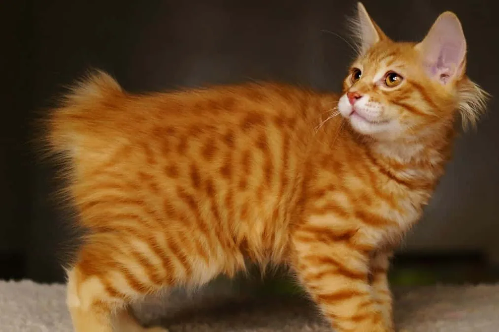 An American Bobtail cat sitting calmly on a wooden porch, looking at the camera.