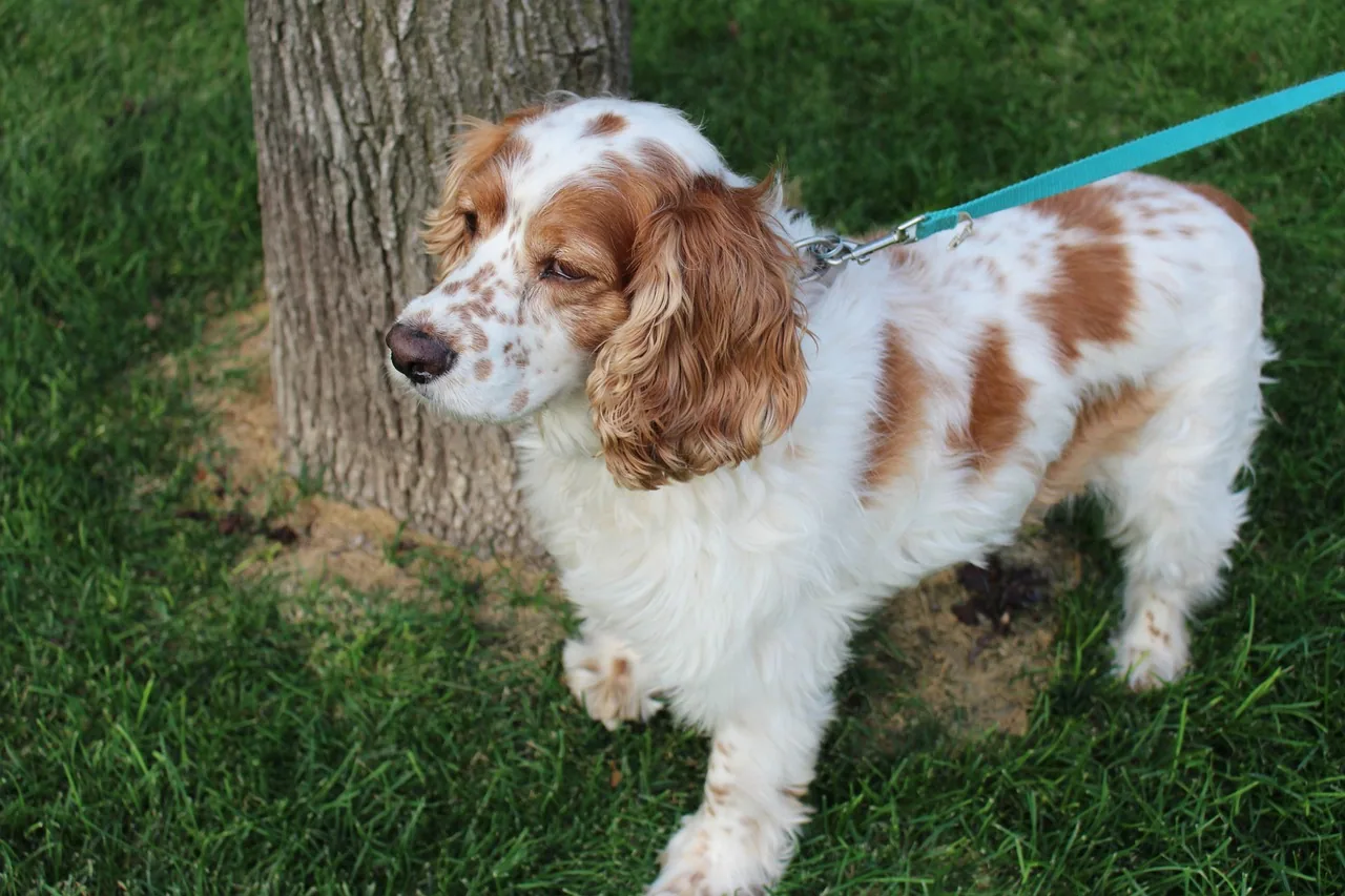 An American Cocker Spaniel standing in a historical field or estate setting.
