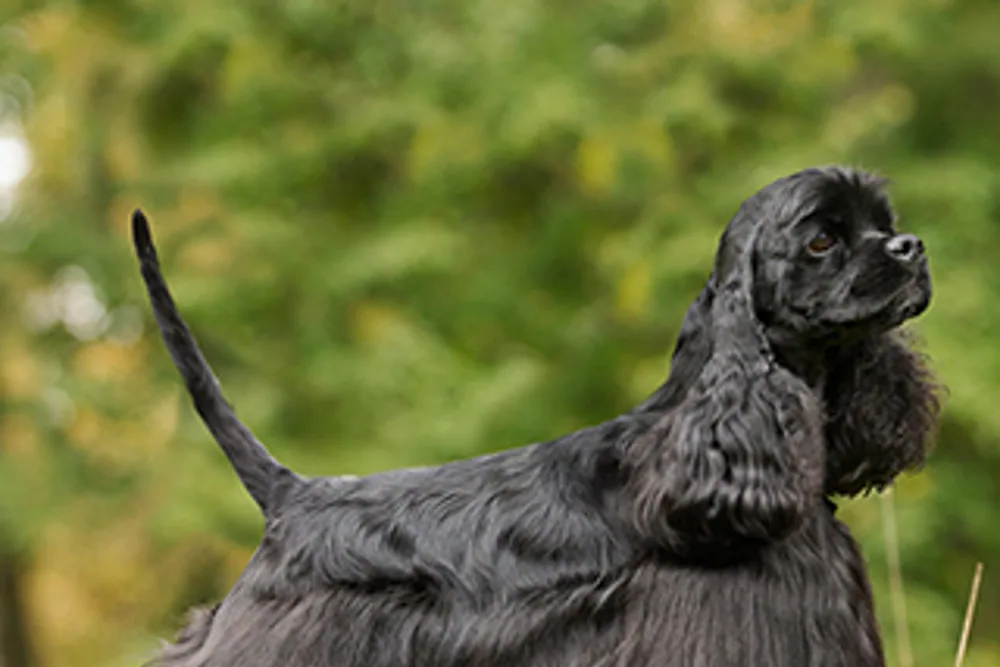An American Cocker Spaniel standing in a grassy field, showing its silky coat and long ears.