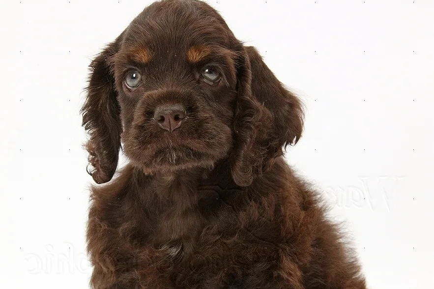 A friendly American Cocker Spaniel sitting calmly with a gentle expression, in a home setting.