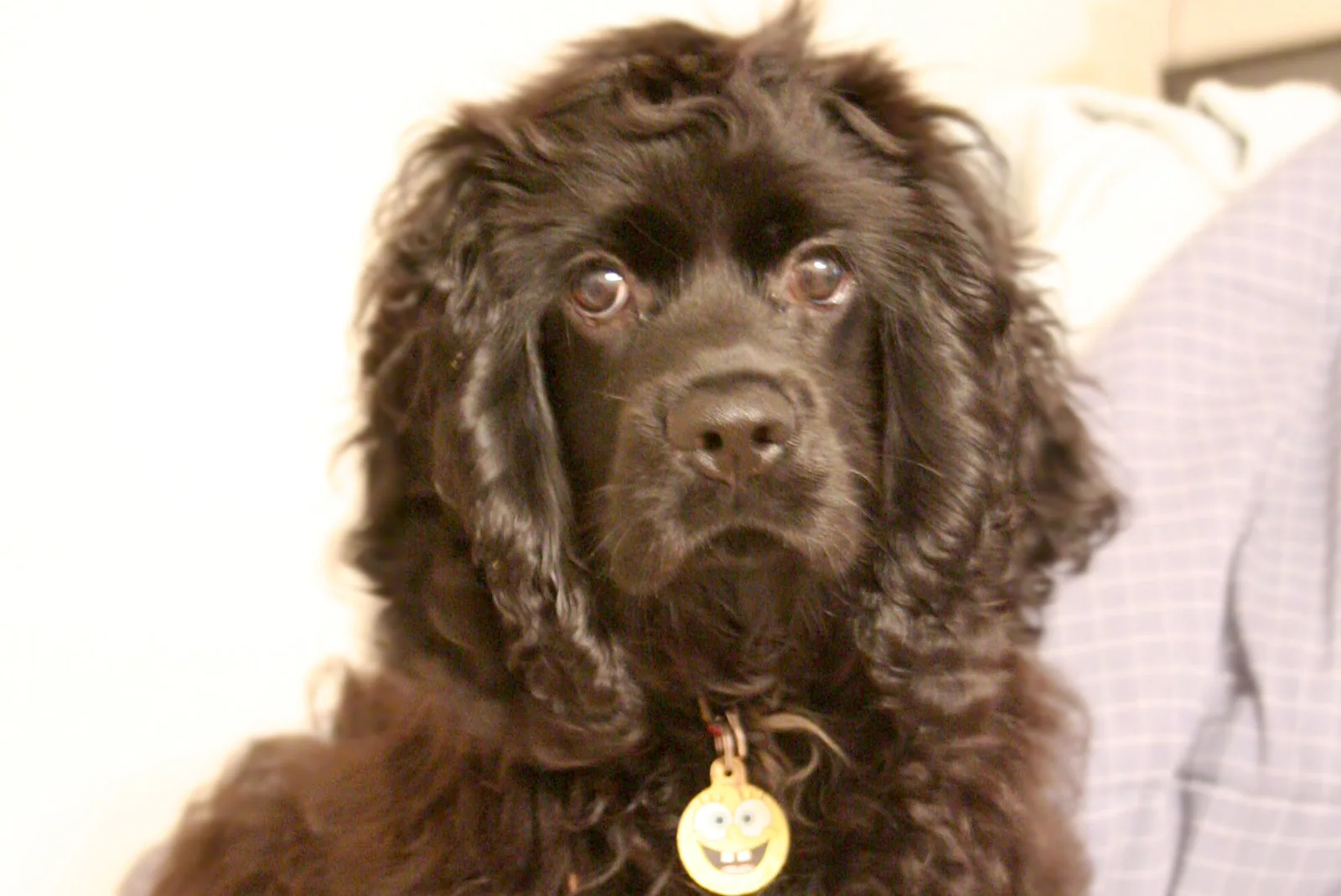 A happy American Cocker Spaniel sitting in a cozy home setting, looking at the camera.
