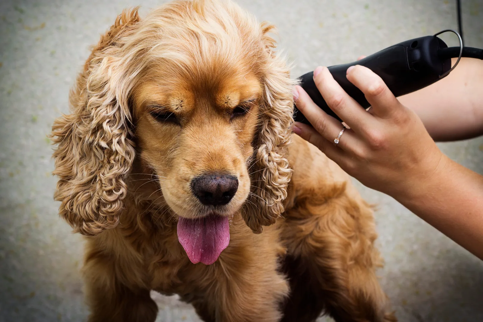 An American Cocker Spaniel being brushed by a person in a home setting.