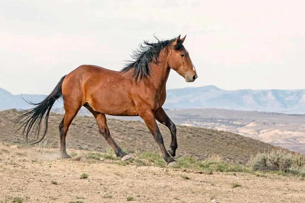 A wild American Mustang standing alert in a grassy field under a clear sky.
