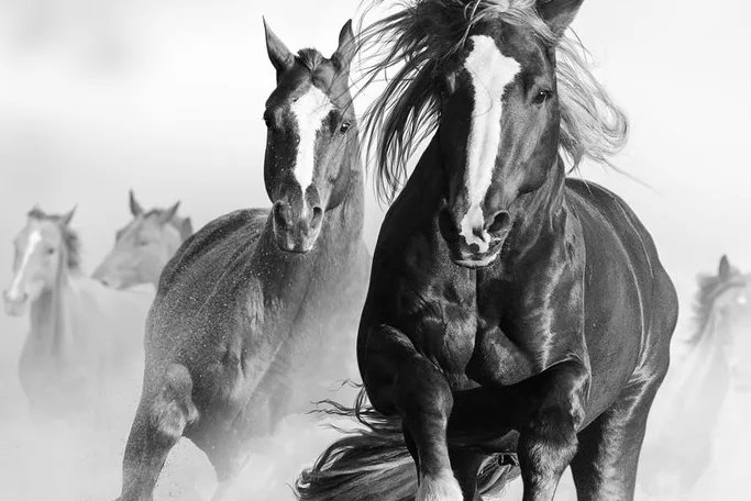 A herd of American Mustangs galloping across a grassy plain under a wide sky.