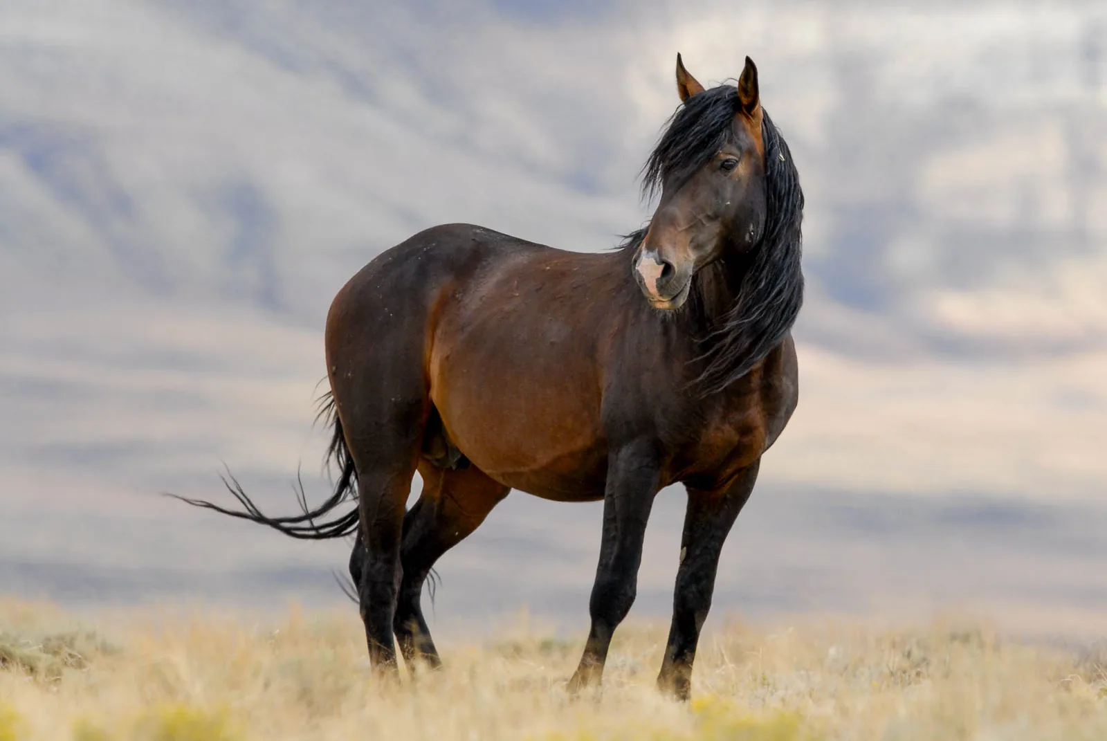 A majestic American Mustang standing in a grassy field, alert and calm.