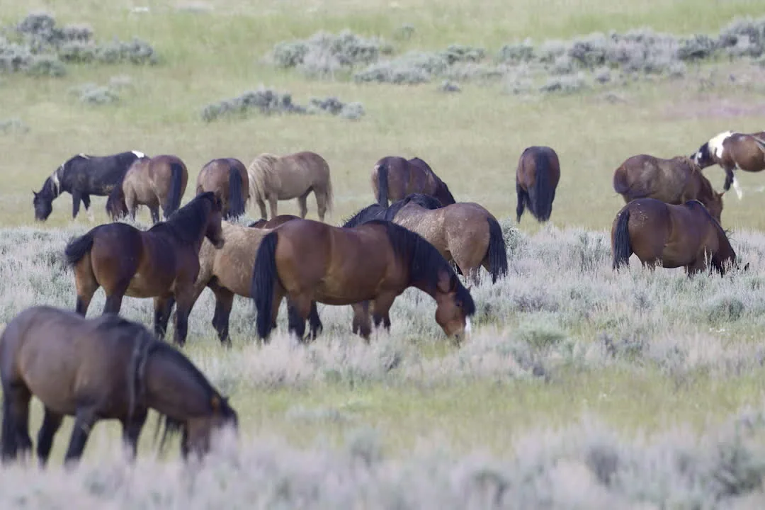 A group of American Mustangs grazing in a fenced grassland under blue sky.