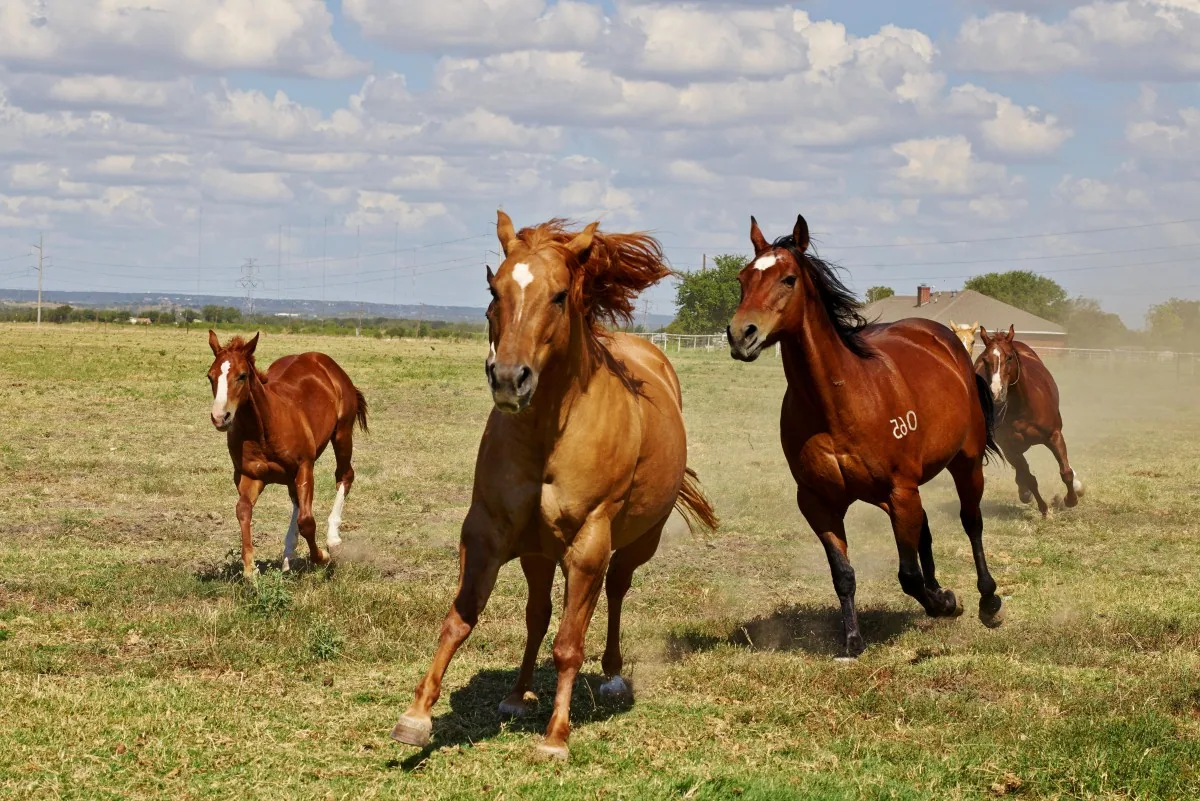A herd of American Mustangs grazing on a grassy prairie under a wide sky.