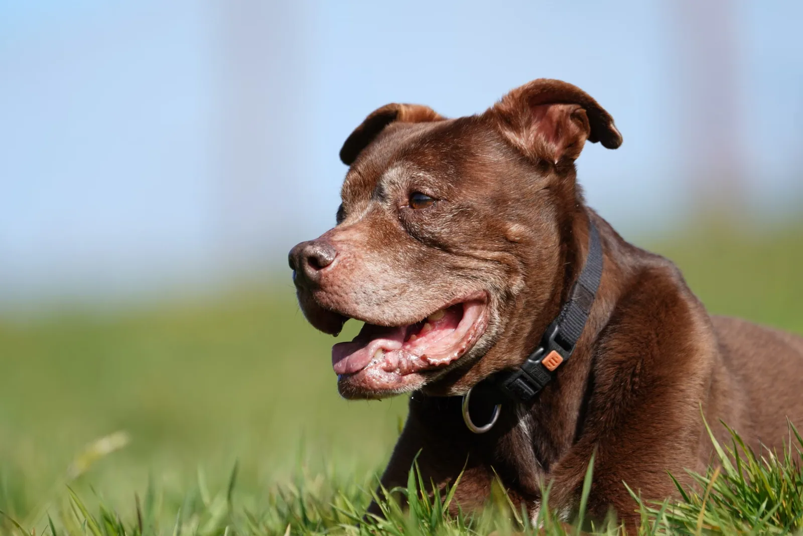 A healthy American Pit Bull Terrier lying on a grassy field, looking content.