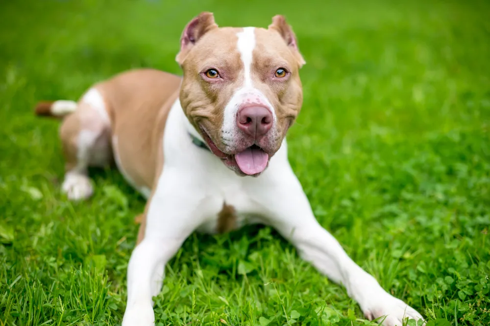 An American Pit Bull Terrier sitting calmly, looking at the camera with a gentle expression.