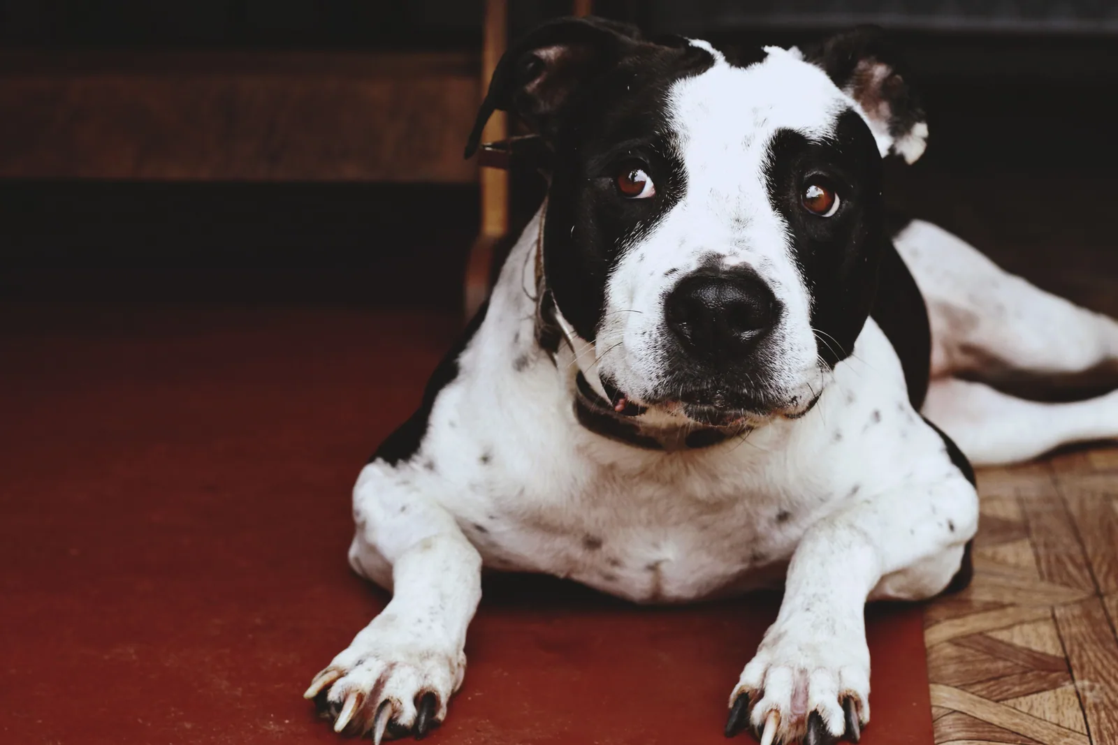 An American Pit Bull Terrier lying down, looking directly at the camera with a calm expression.