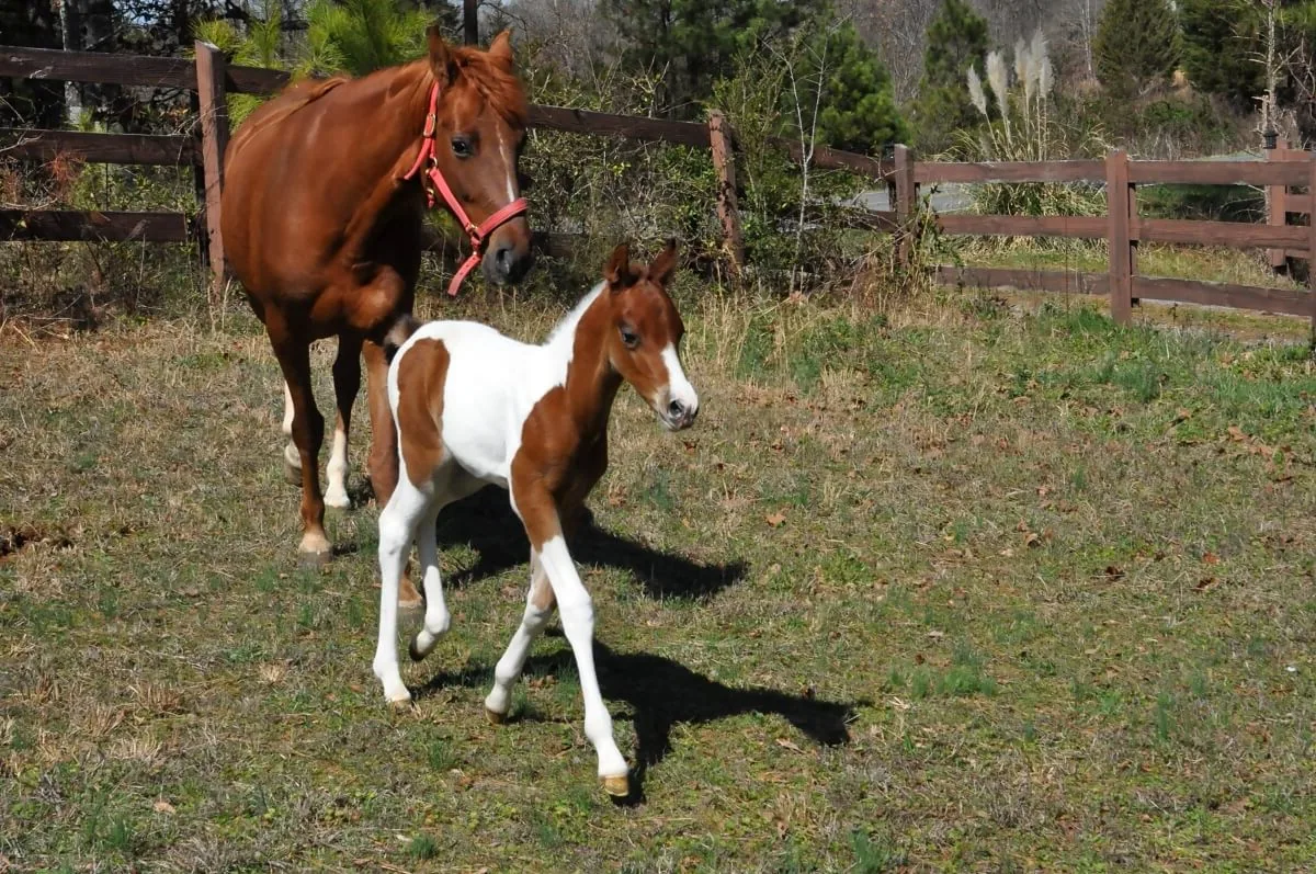 An American Saddlebred horse standing in a field, showing its muscular build and elegant posture.