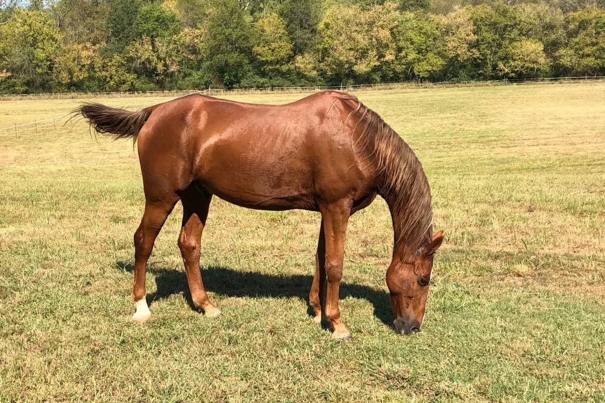A calm American Saddlebred horse standing in a sunny pasture, looking gently at the camera.