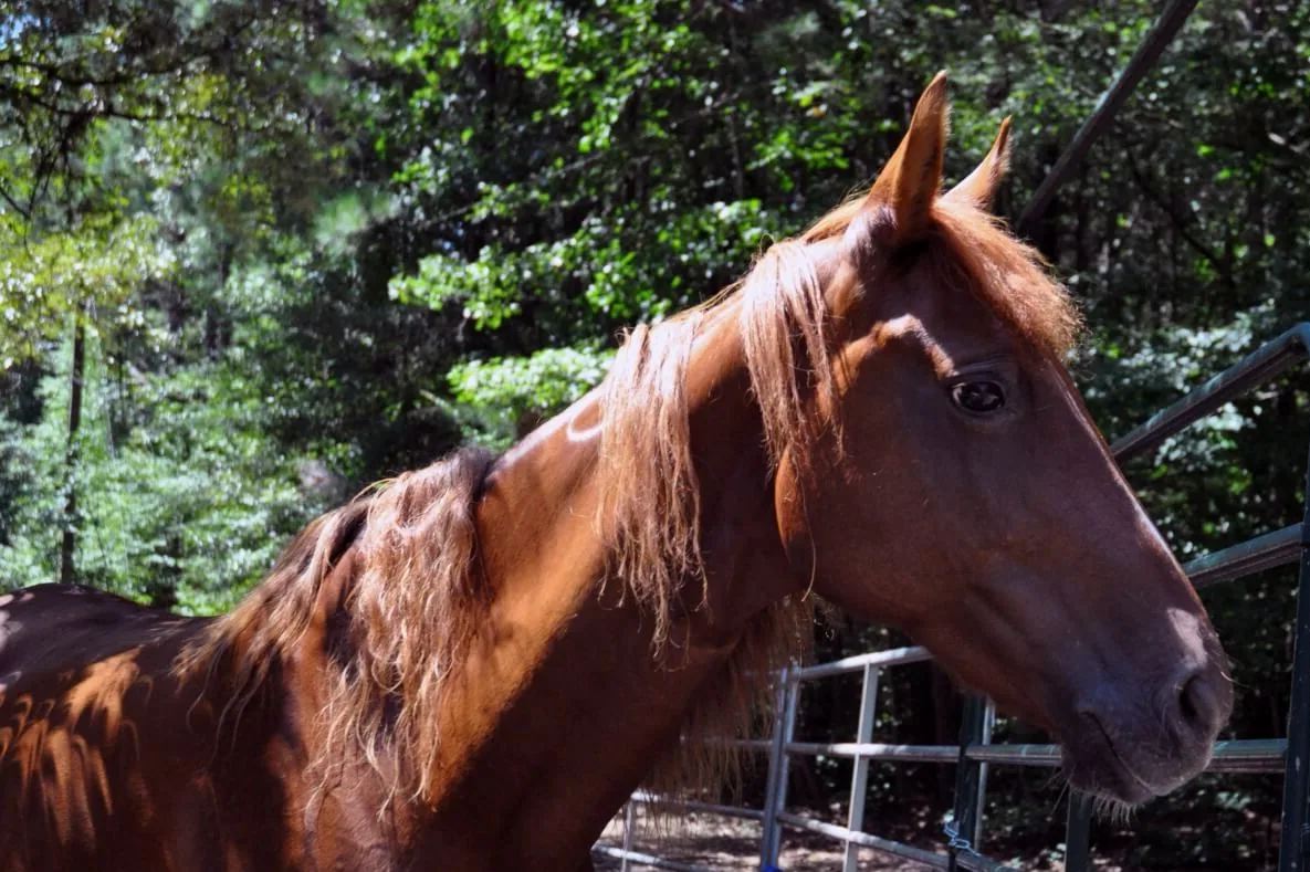 An American Saddlebred horse standing calmly in a stable or pasture.