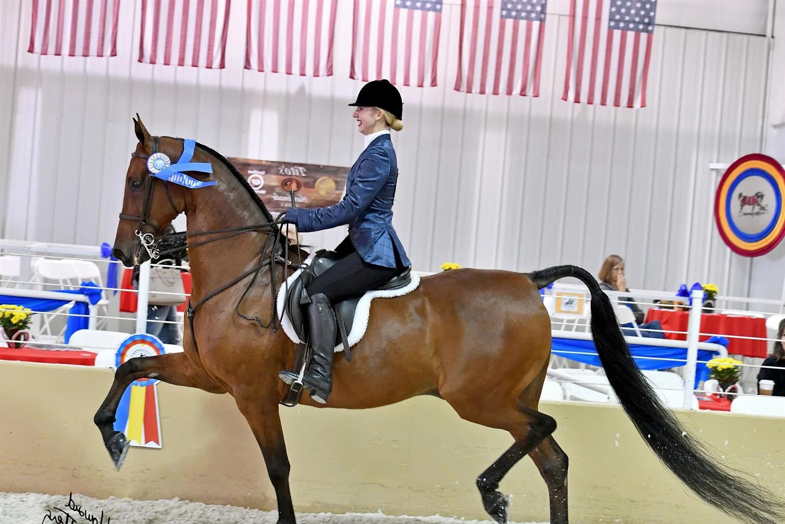 An American Saddlebred horse being ridden in an outdoor arena