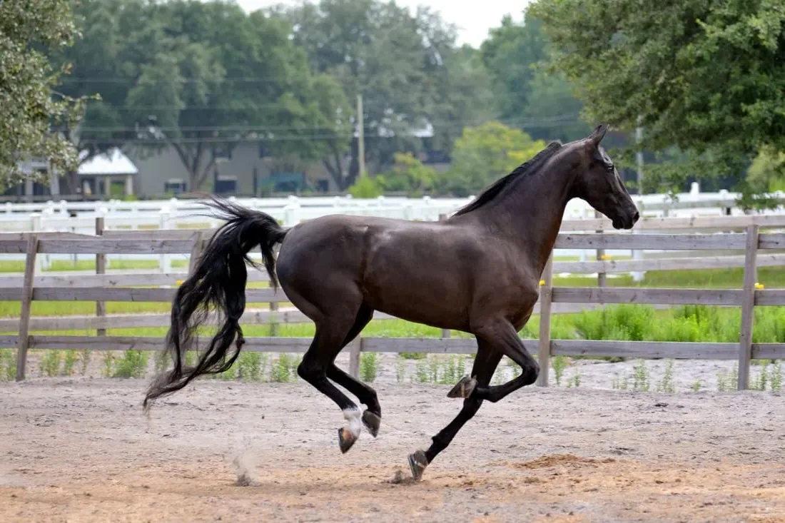 A healthy American Saddlebred horse standing in a green pasture