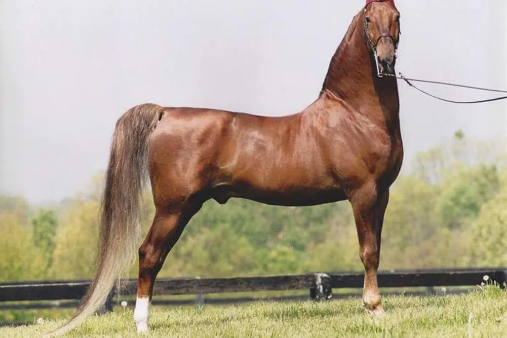 An American Saddlebred horse eating hay in a stable