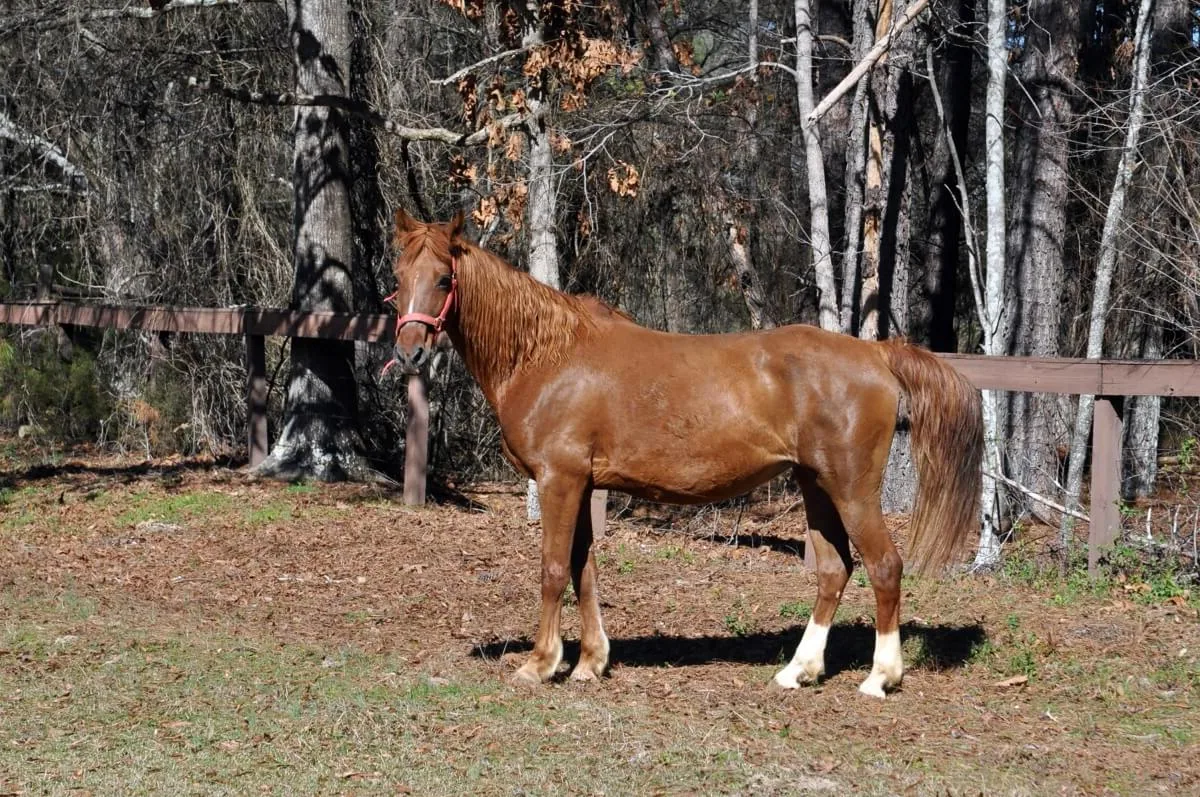 An American Saddlebred horse standing in a sunlit pasture